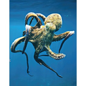 Wild Earth Single Essence - Octopus (Octopus) 30 ml