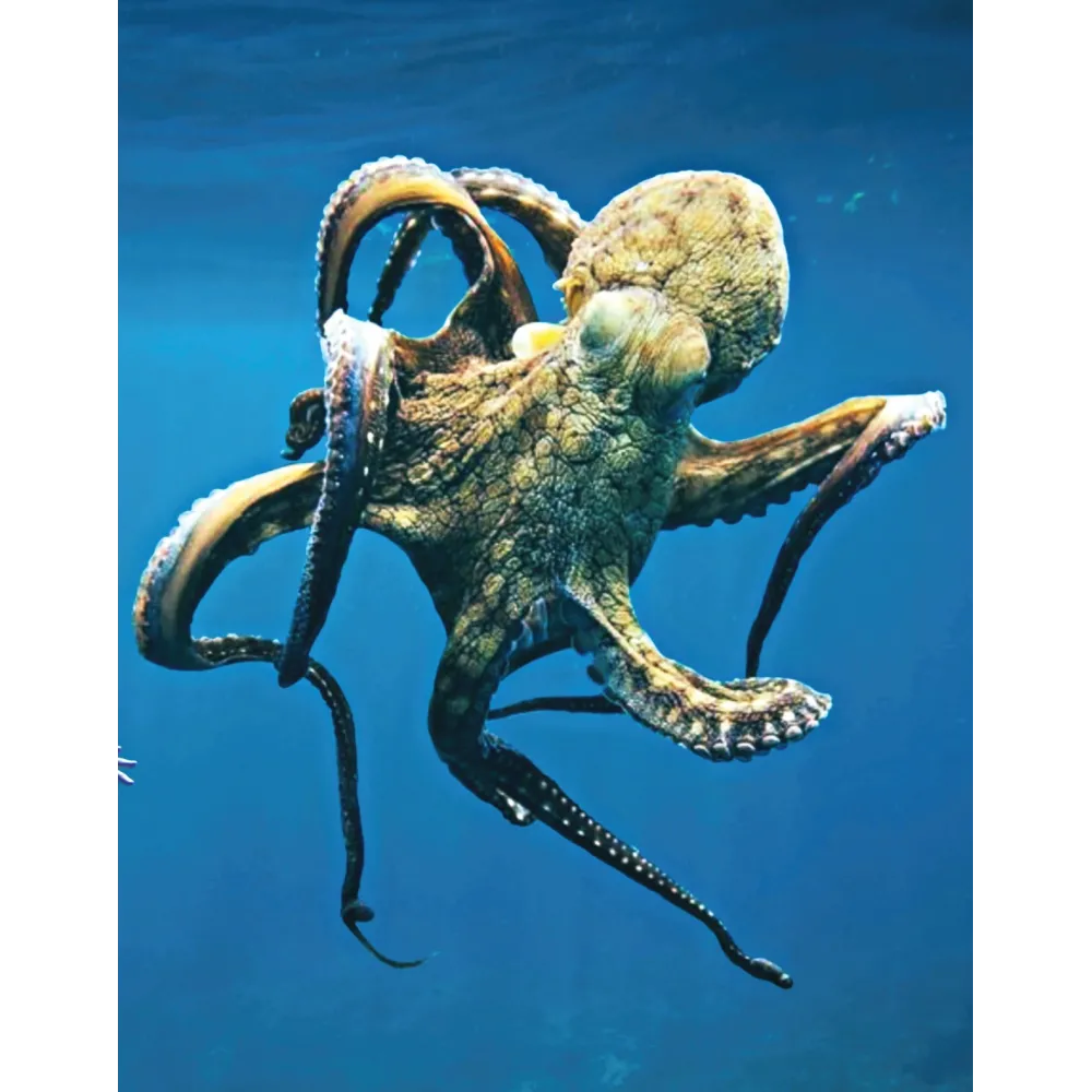 Esencia única de Wild Earth - Pulpo