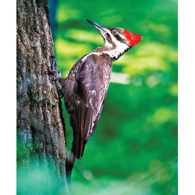 Wild Earth Single Essence - Pilated Woodpecker (Pilated Woodpecker) 30 ml