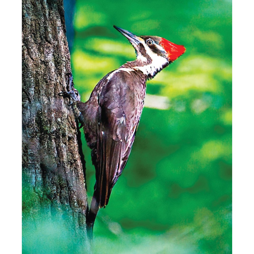 Esencia única de Tierra Salvaje - Pájaro carpintero pilado (Pájaro carpintero pilado) 30 ml