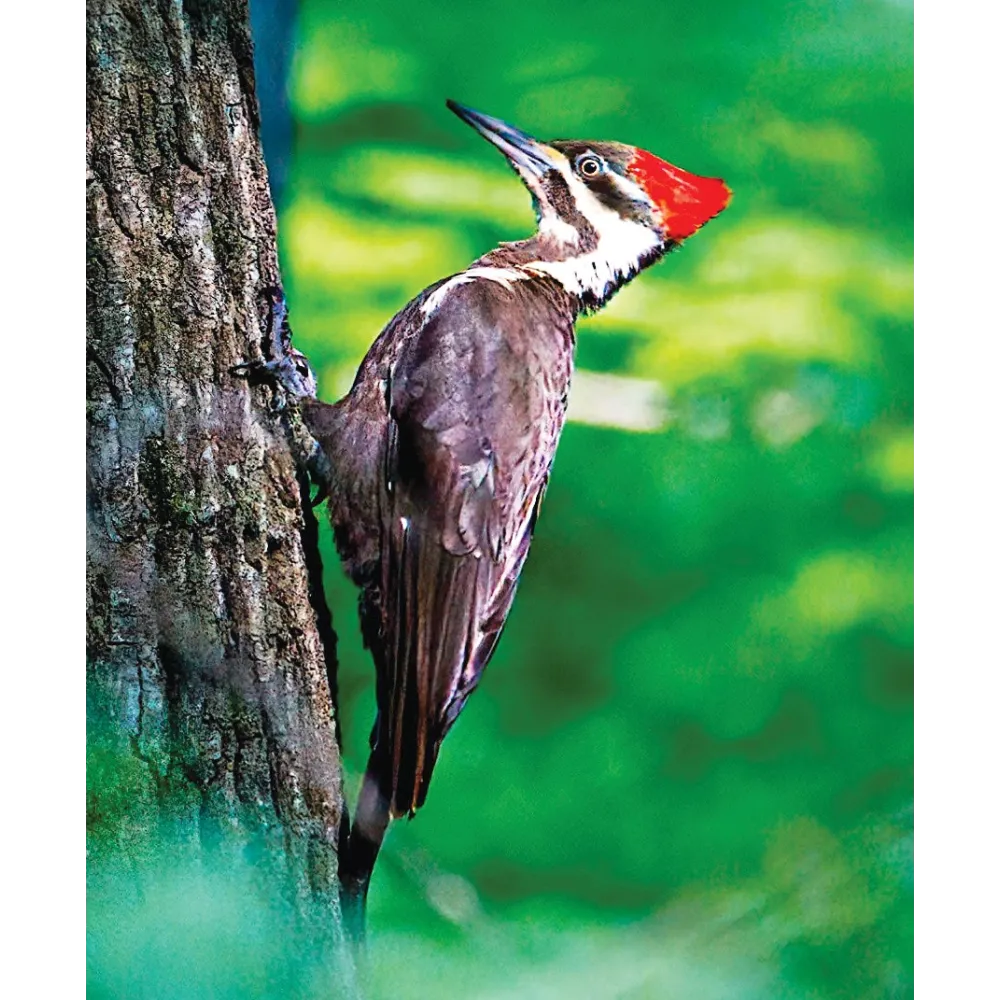 Esencia única de Wild Earth - Pájaro carpintero pilado