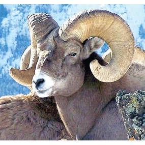 Wild Earth Single Essence - Bighorn (Rocky Mountain Sheep) 30 ml