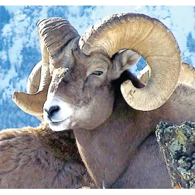 Wild Earth Single Essence –...