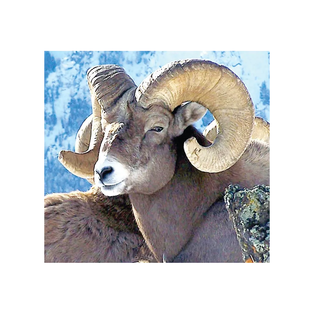 Esencia única de Wild Earth - Borrego cimarrón
