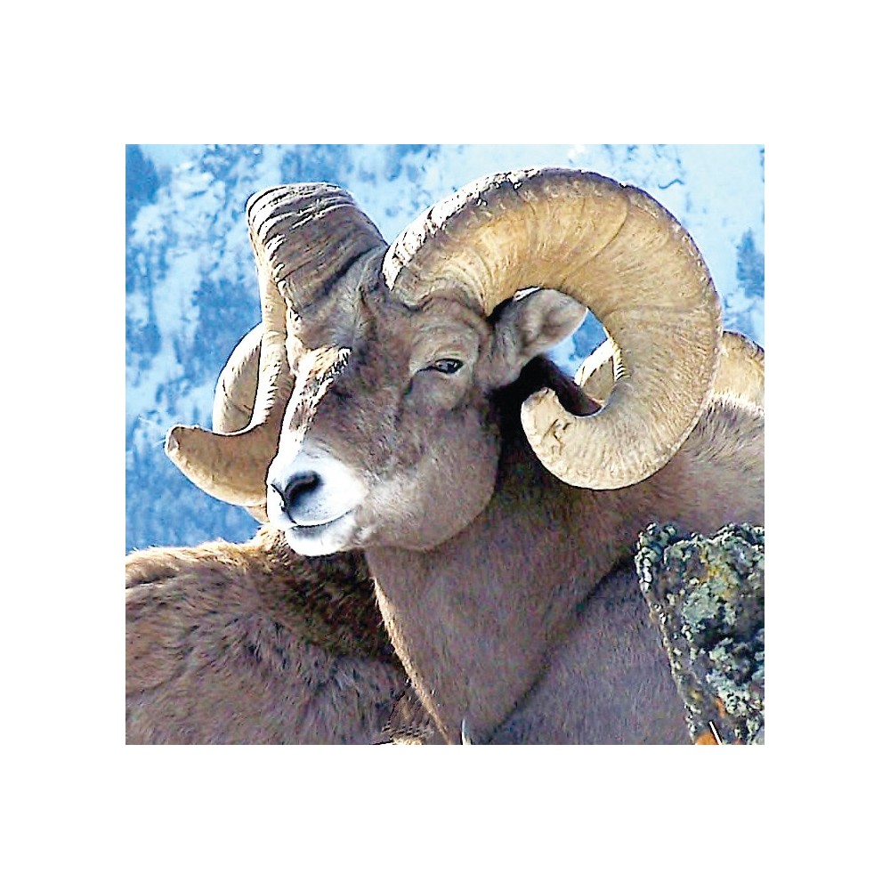 Wild Earth Single Essence - Bighorn (Rocky Mountain Sheep) 30 ml