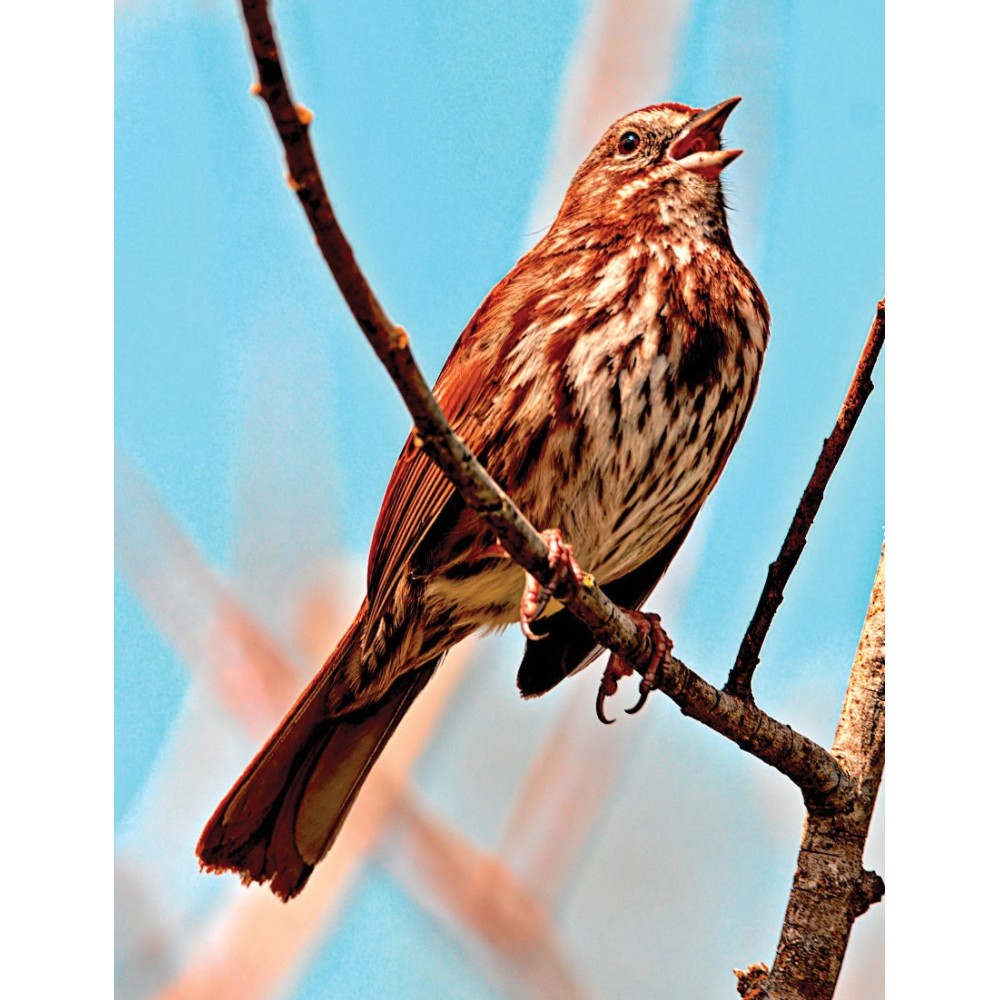 Essenza Singola Wild Earth - Sparrow (Passero) 30 ml