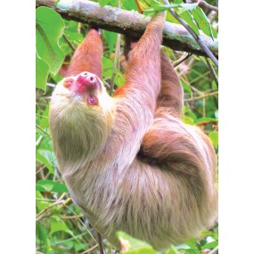 Essenza Singola Wild Earth - Sloth (Bradipo) 30 ml