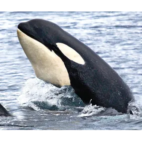 Essence unique Wild Earth -...