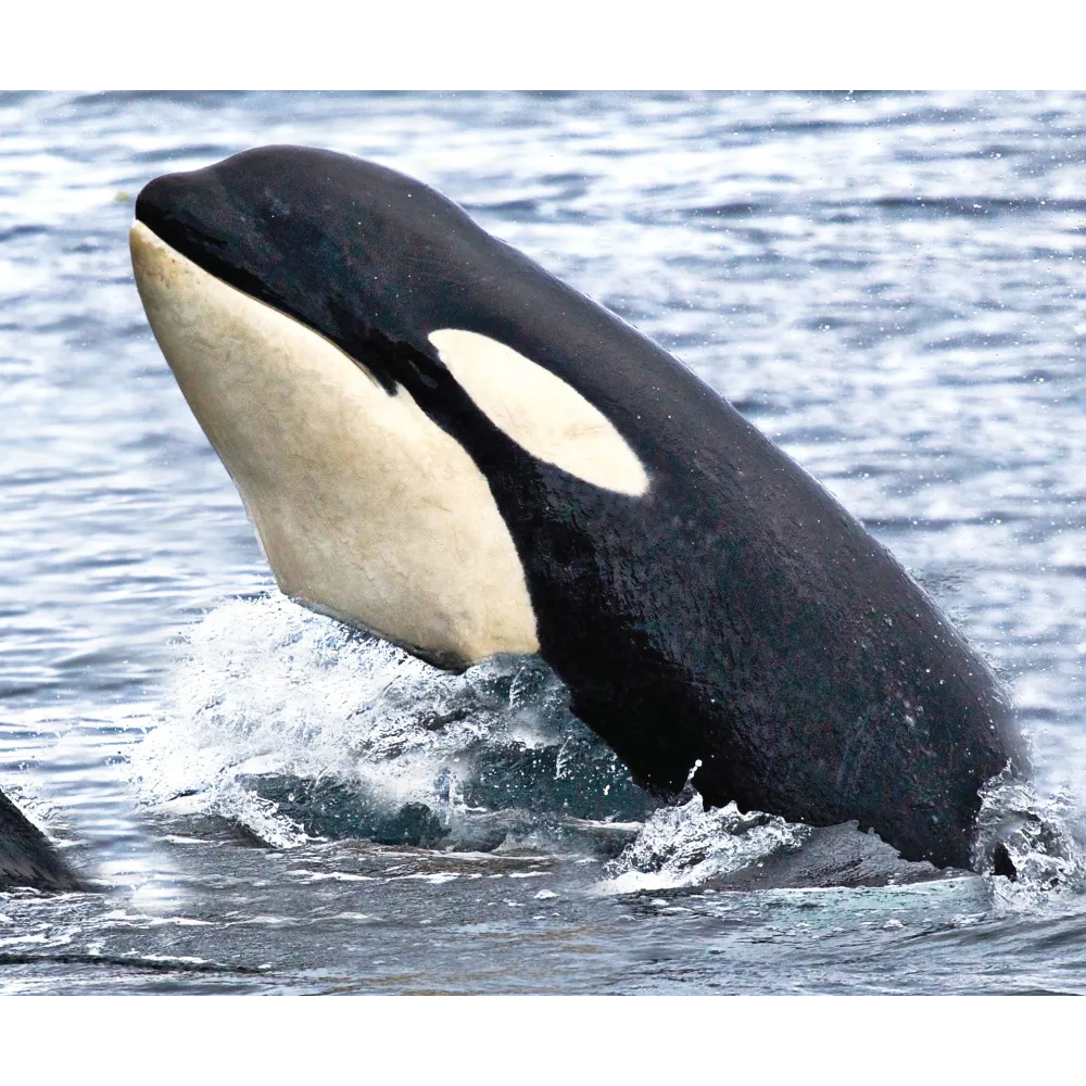 Essence unique Wild Earth - Orca