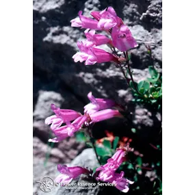 Esencia única de California...