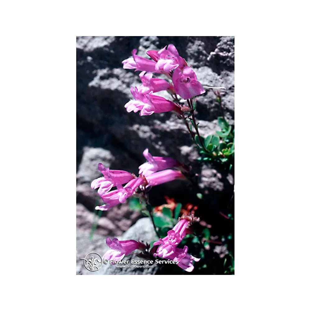 Esencia única californiana FES – Penstemon