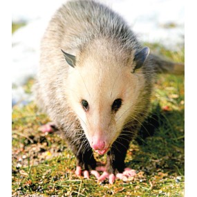 Essence Unique Terre Sauvage - Opossum 30 ml