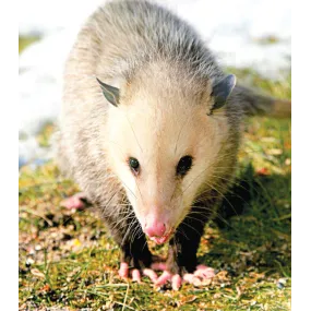 Essence unique Wild Earth -...