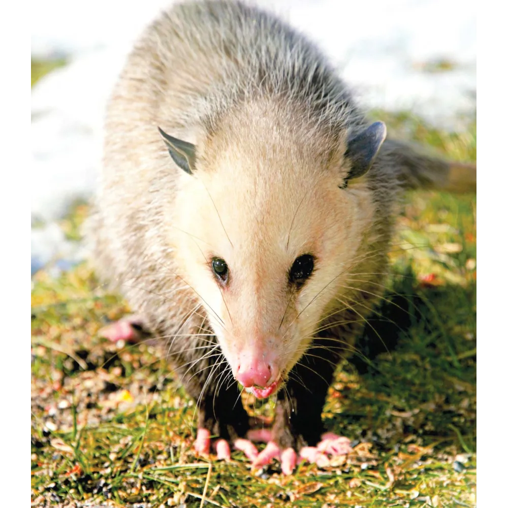 Wild Earth Single Essence - Opossum 30 ml