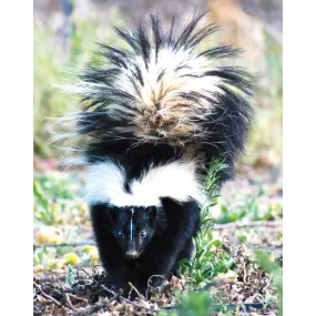 Wild Earth Single Essence -...