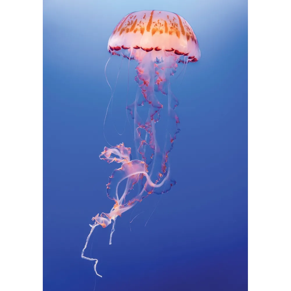 Wild Earth Single Essence - Jellyfish