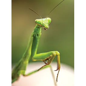 Wild Earth Single Essence –...