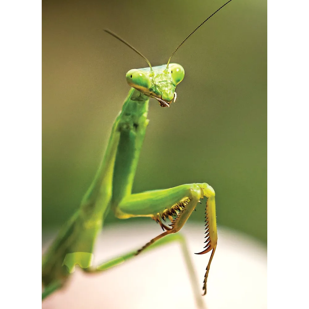 Esencia única de Wild Earth - Mantis religiosa (Mantis religiosa)