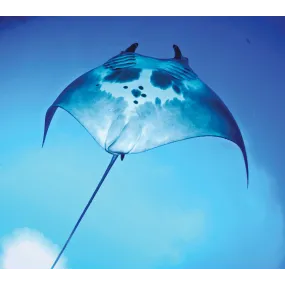 Wild Earth Single Essence -...