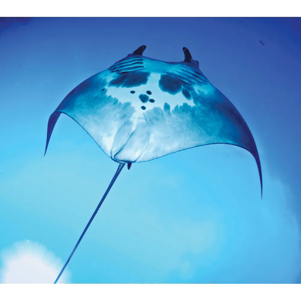 Esencia única de Wild Earth - Manta Ray (Manta)