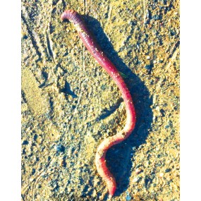 Essenza Singola Wild Earth - Earthworm (Lombrico) 30 ml