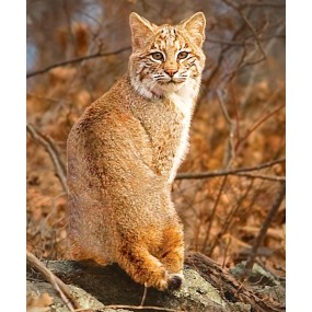 Essenza Singola Wild Earth - Bobcat (Lince rossa) 30 ml