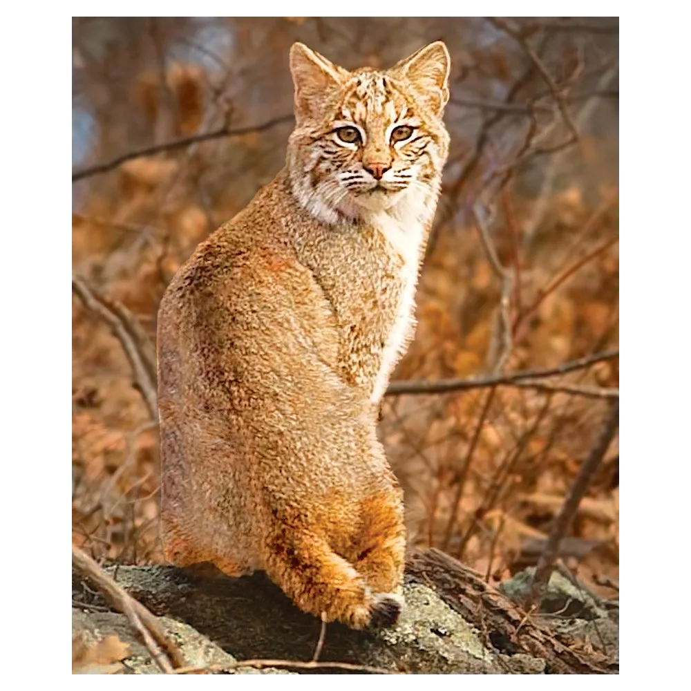 Esencia única de Wild Earth - Lince rojo (Bobcat)