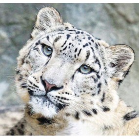 Wild Earth Single Essence - Snow Leopard 30 ml