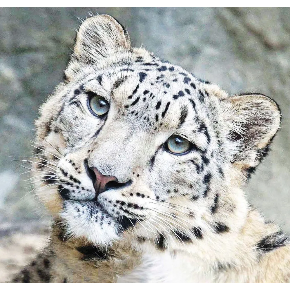 Esencia única de Wild Earth - Leopardo de las Nieves