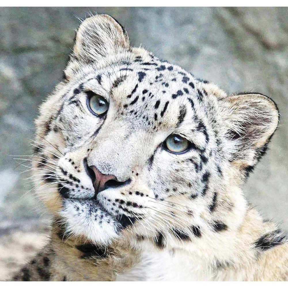Essenza Singola Wild Earth - Snow Leopard (Leopardo delle Nevi) 30 ml