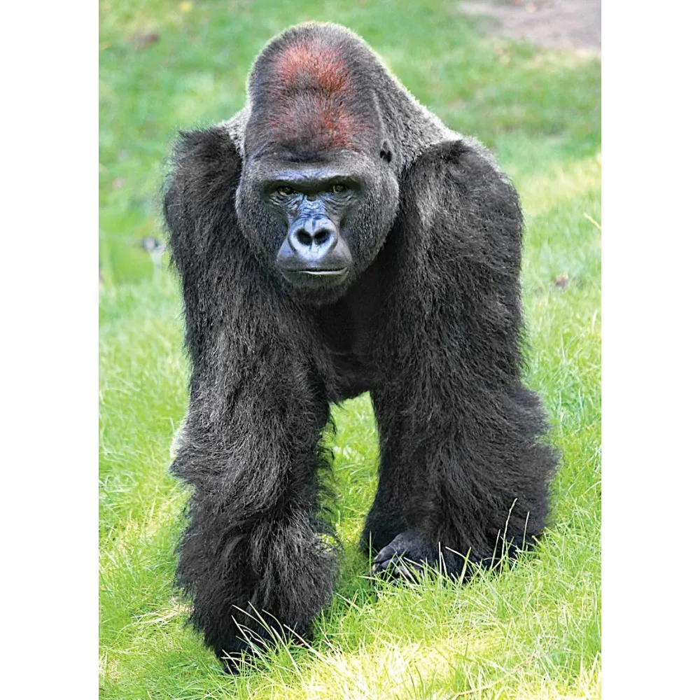 Esencia única Tierra Salvaje - Gorila 30 ml