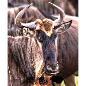 Wild Earth Single Essence –...