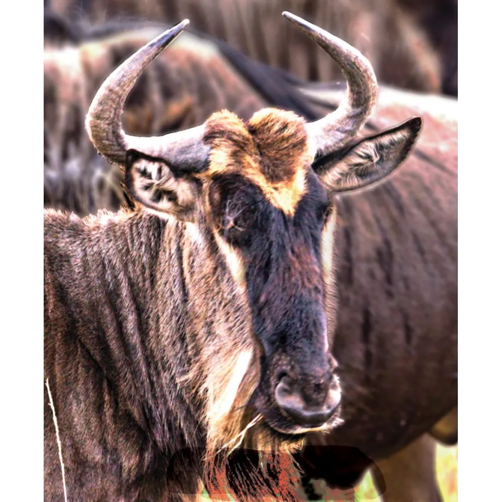 Wild Earth Single Essence – Gnu (Gnu) 30 ml