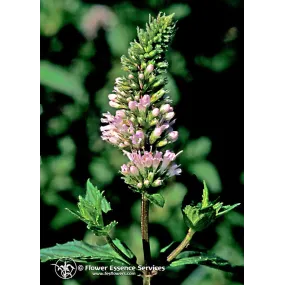 California Single Essence...