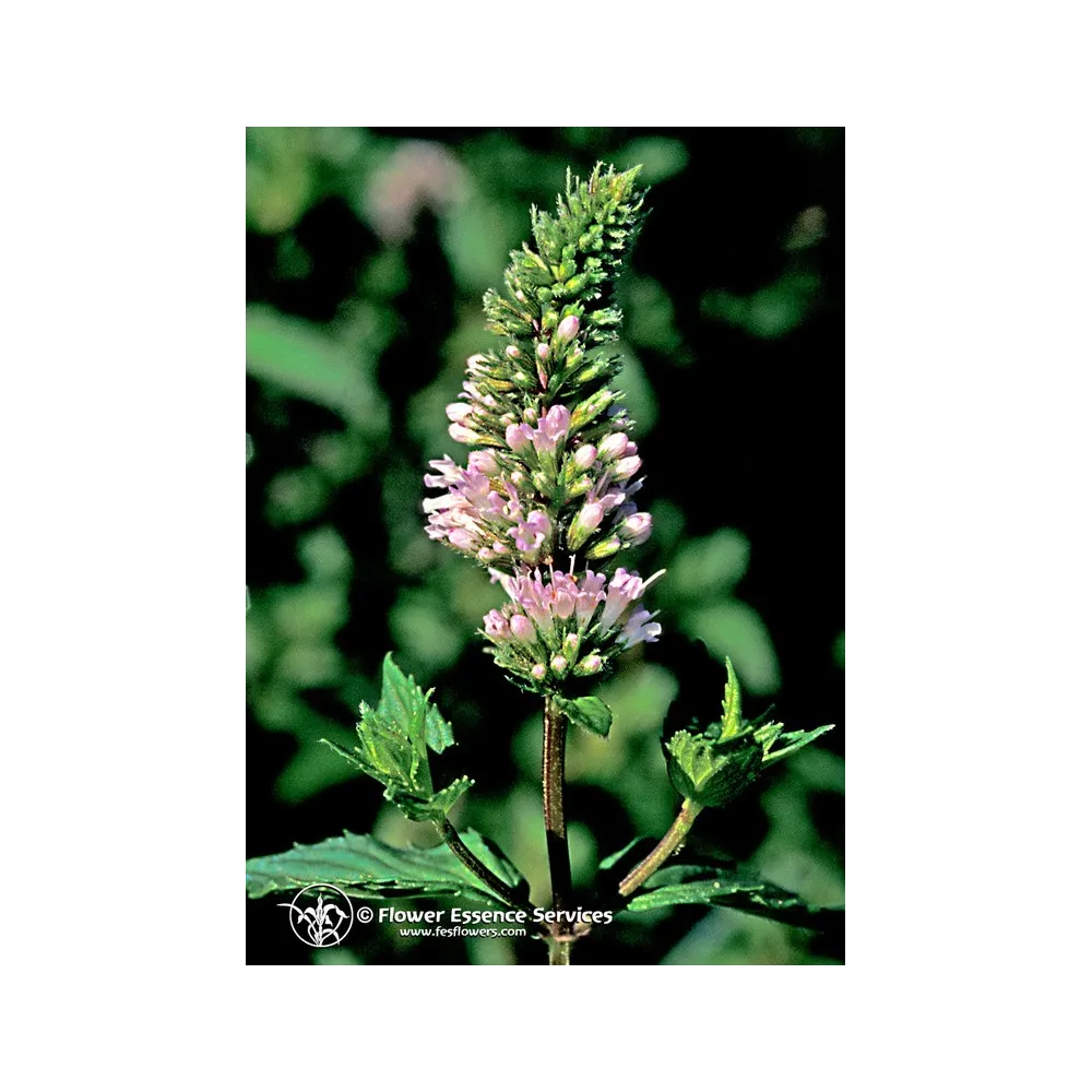 Essenza Singola Californiana FES - Peppermint (Mentha piperita) 7,4 ml