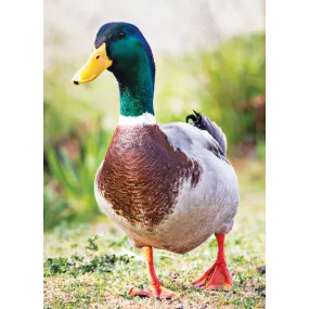 Wild Earth Single Essence -...