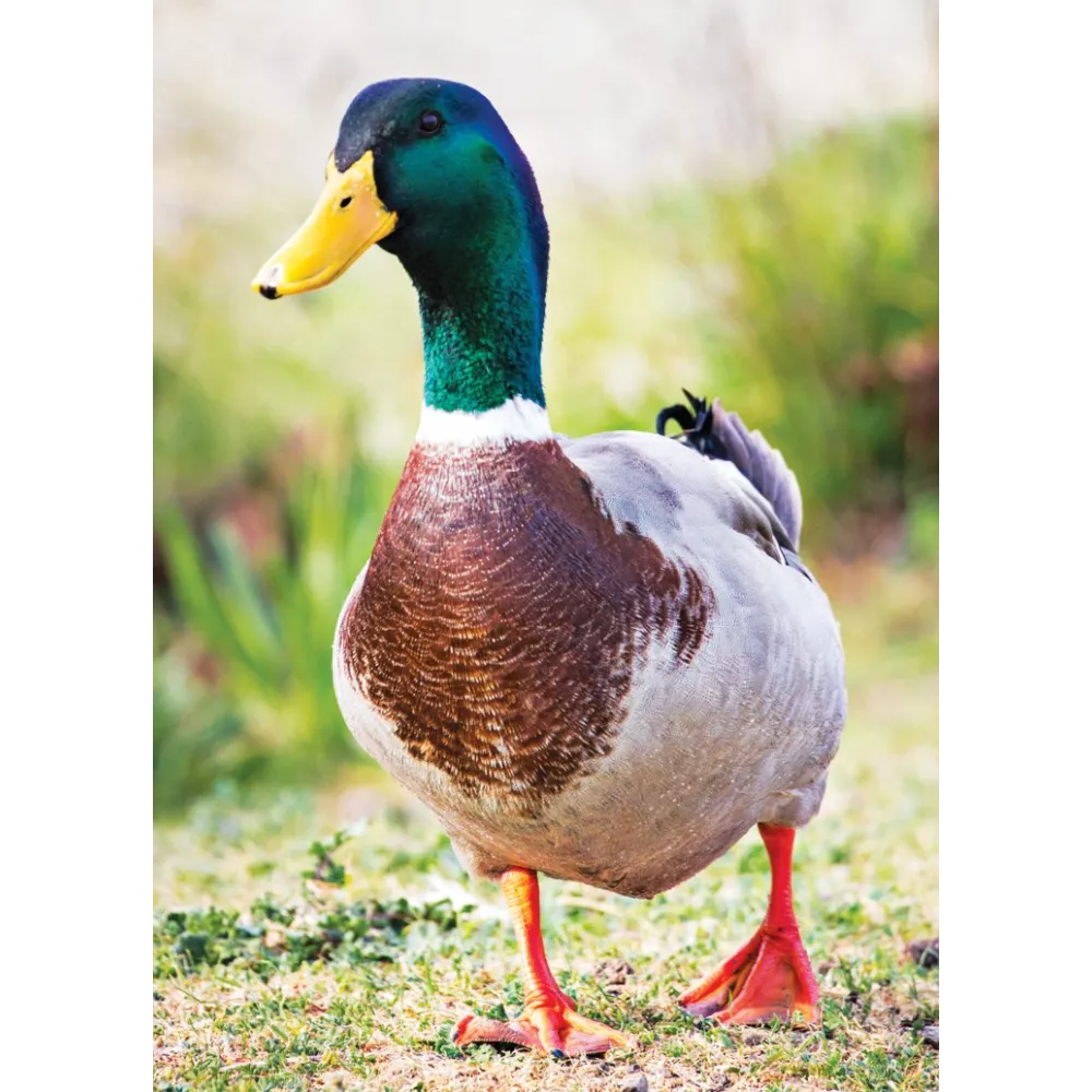 Wild Earth Single Essence - Mallard