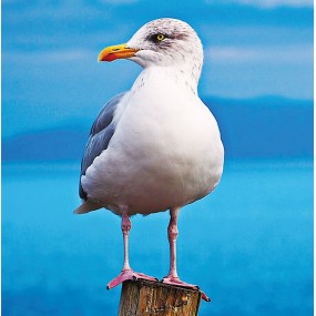 Essenza Singola Wild Earth - Seagull (Gabbiano) 30 ml