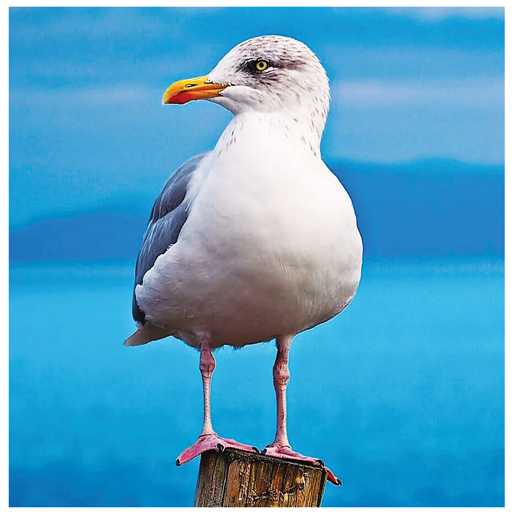 Esencia única Tierra Salvaje - Gaviota