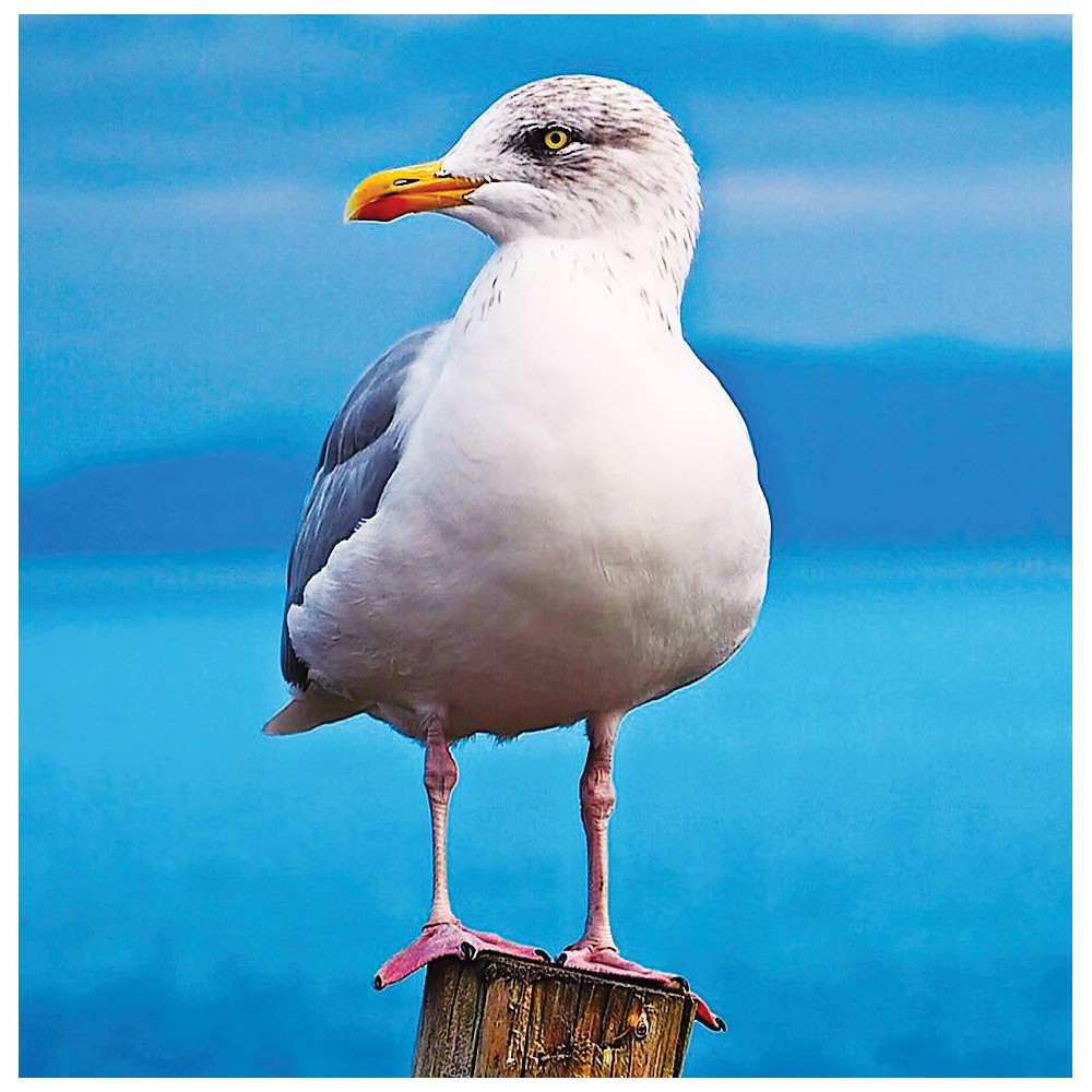 Esencia única Tierra Salvaje - Gaviota (Gaviota) 30 ml