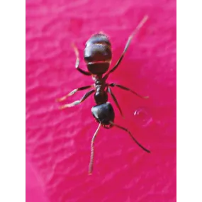 Essence unique Wild Earth -...