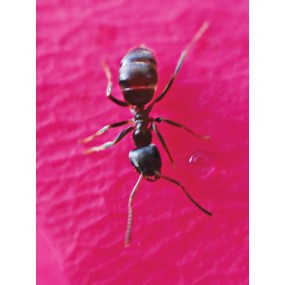 Essenza Singola Wild Earth - Ant (Formica) 30 ml