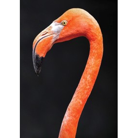 Essenza Singola Wild Earth - Flamingo (Fenicottero) 30 ml