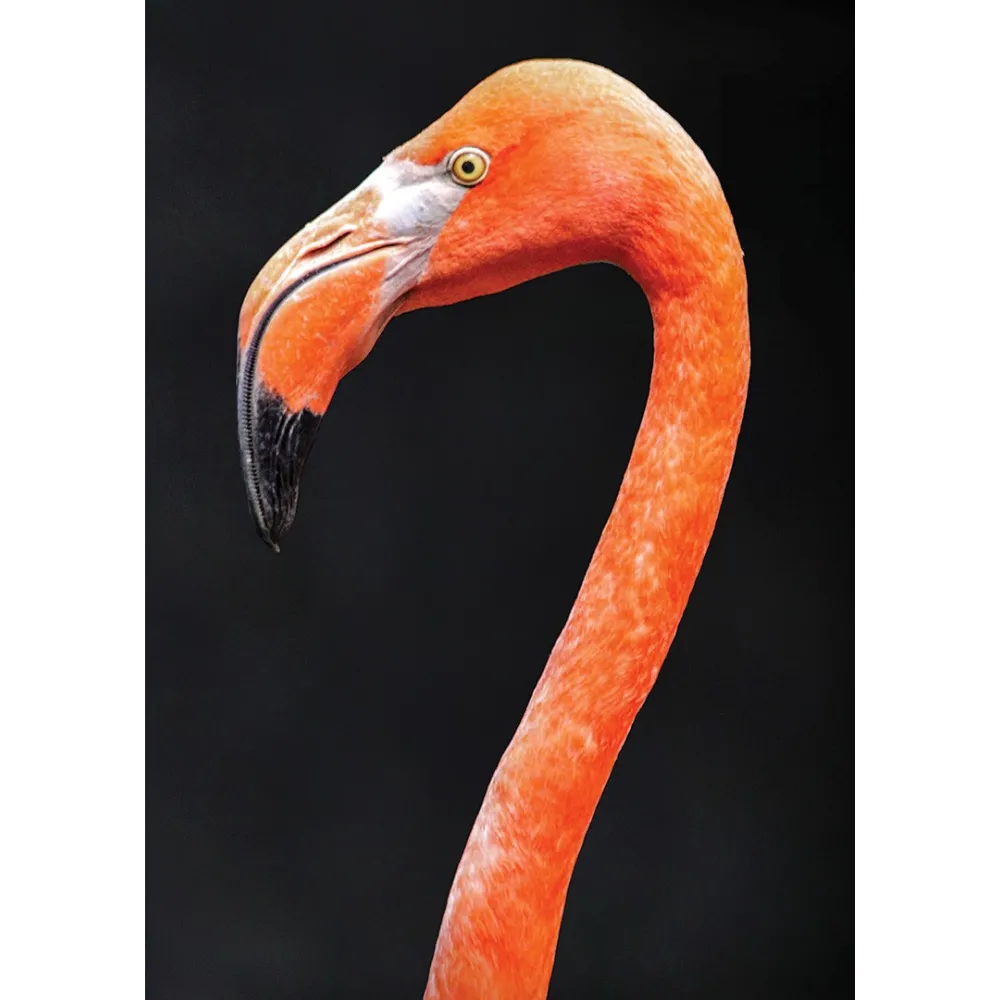 Esencia única Wild Earth - Flamingo