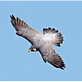Essenza Singola Wild Earth - Peregrine Falcon (Falco pellegrino) 30 ml