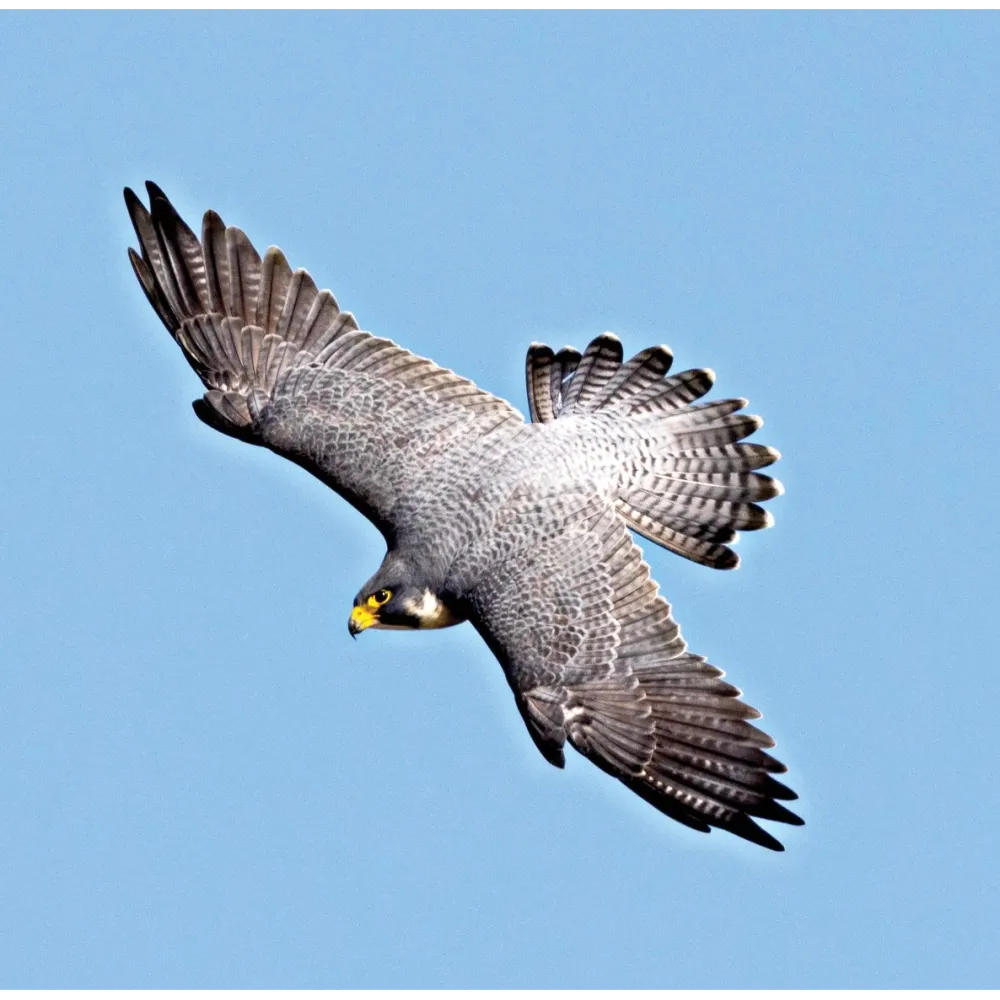 Esencia única de Wild Earth - Halcón peregrino