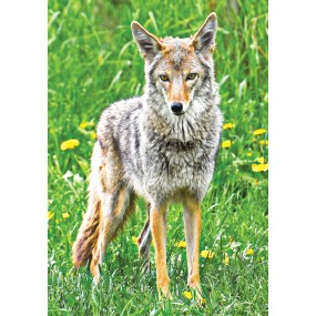 Essenza Singola Wild Earth - Coyote 30 ml