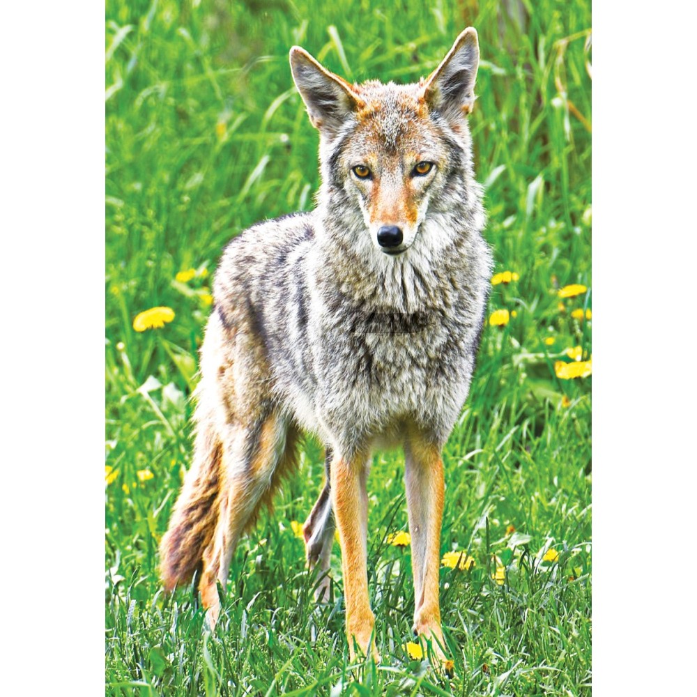 Essence Unique Terre Sauvage - Coyote 30 ml