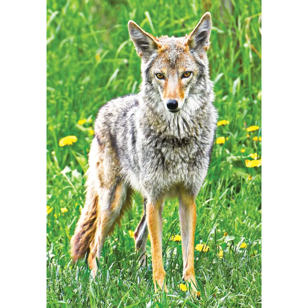 Wild Earth Single Essence - Coyote 30