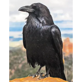 Wild Earth Single Essence -...